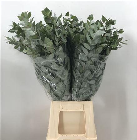 <h4>Euca Cinerea 300 Koning</h4>