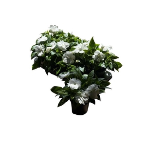IMPAT CP WHITE