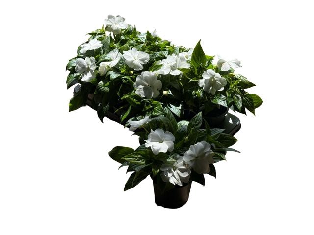 <h4>IMPAT CP WHITE</h4>
