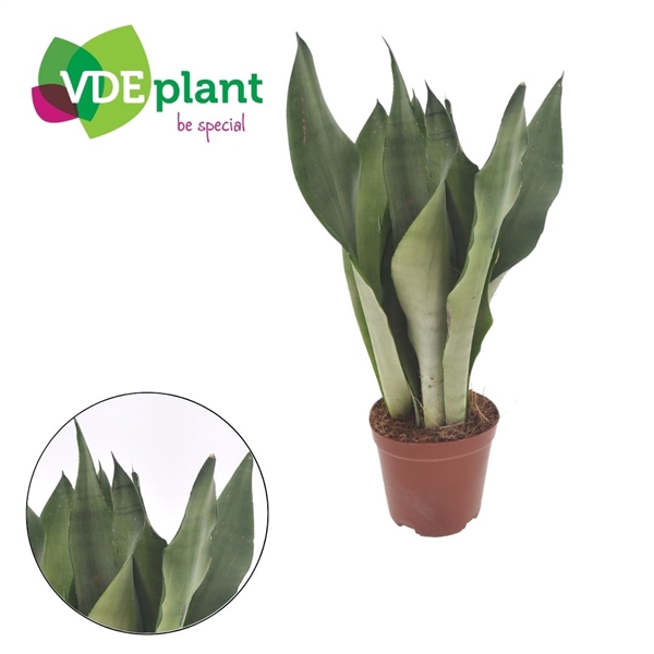 <h4>Sansevieria Moonshine</h4>