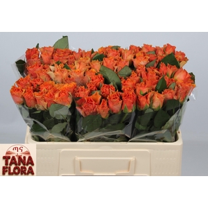 R GR ARANCIO@