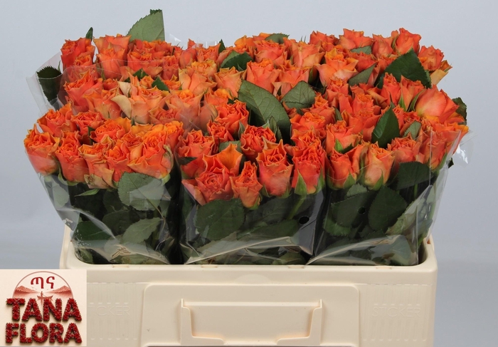 <h4>R GR ARANCIO@</h4>