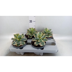 Agave potatorum