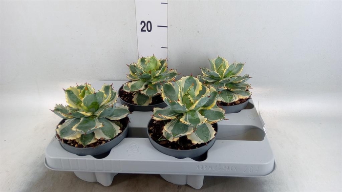 <h4>Agave potatorum</h4>