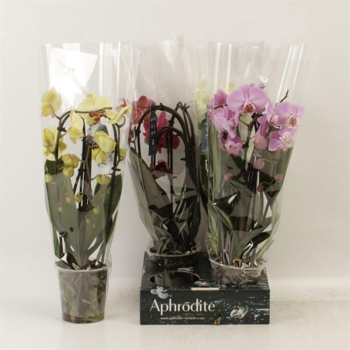 <h4>PHAL EL CASCADE</h4>