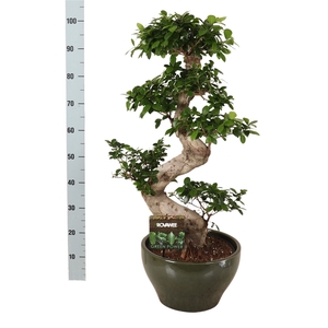 Ficus microcarpa 'Ginseng'