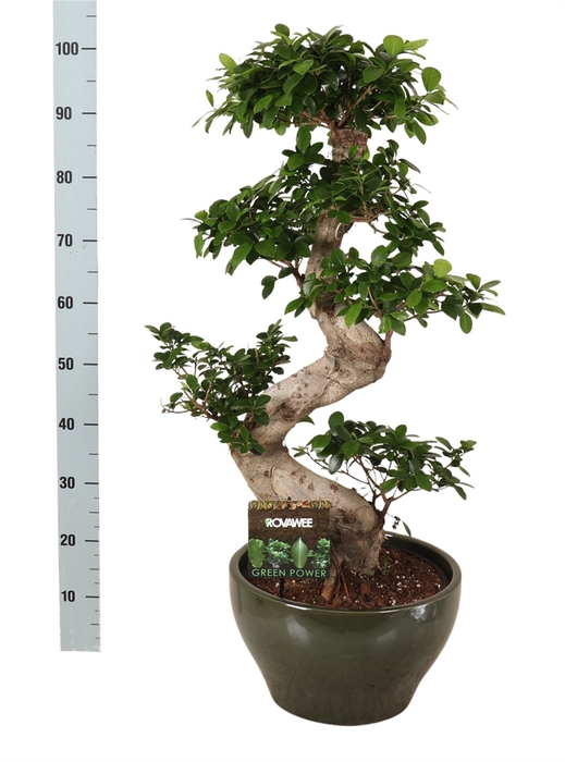 Ficus microcarpa 'Ginseng'