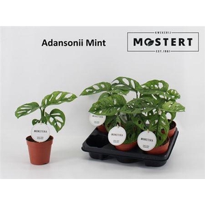 ** Monstera Adansonii Mint New **