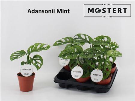 ** Monstera Adansonii Mint New **