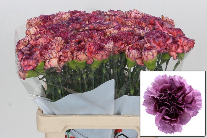 <h4>DI ST EXTASIS</h4>