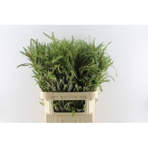 Grevilea Ivanhoe Groen