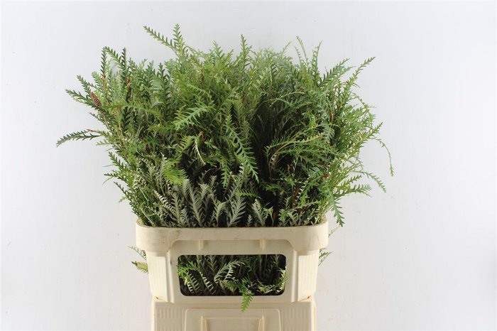 <h4>Grevilea Ivanhoe Groen</h4>