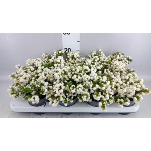 Gaultheria   ...white berry