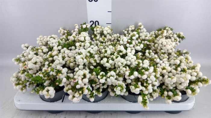 <h4>Gaultheria ...white berry</h4>