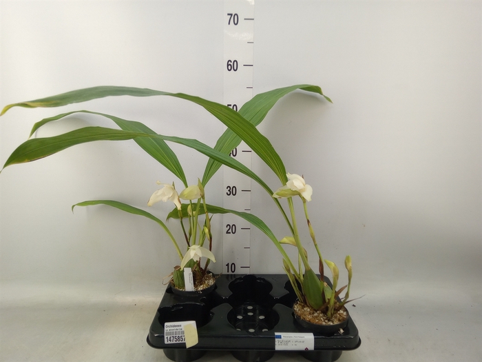 <h4>Orchideeen   ...</h4>
