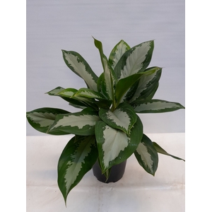 AGLAONEMA COMMUTATUM p21