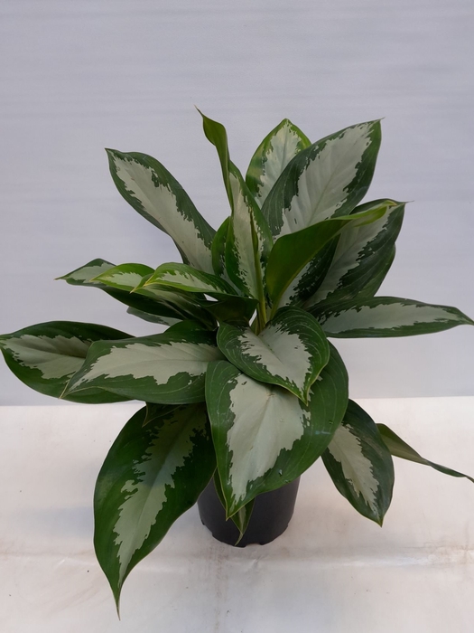 <h4>AGLAONEMA COMMUTATUM p21</h4>