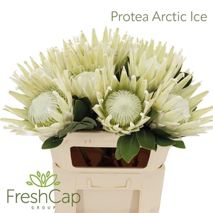Protea Arctic Ice