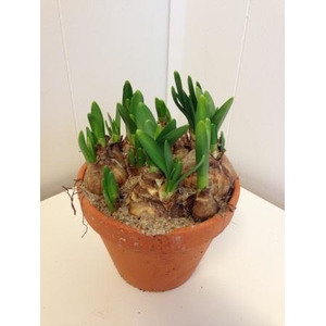 NARCISSUS CYCLAMINEUS