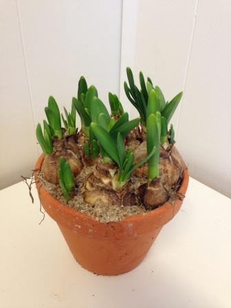 <h4>NARCISSUS CYCLAMINEUS</h4>