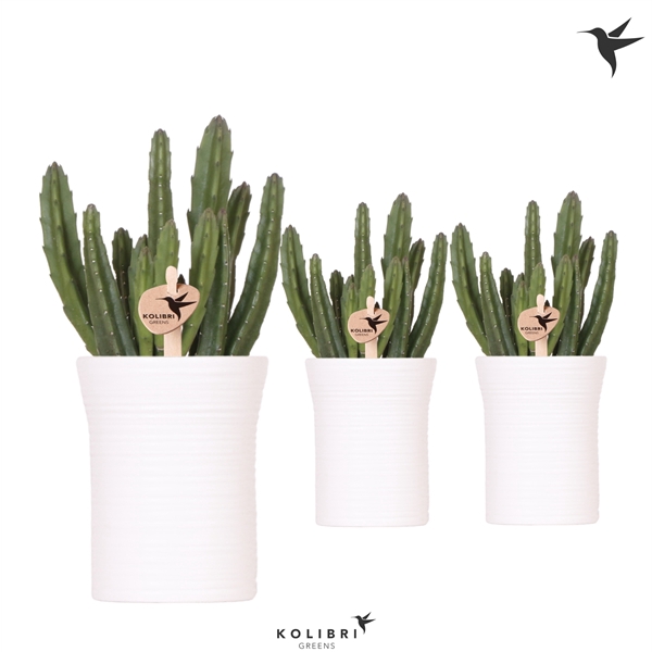 <h4>Kolibri Greens Stapelia Leendertziae in Furrow pot white</h4>