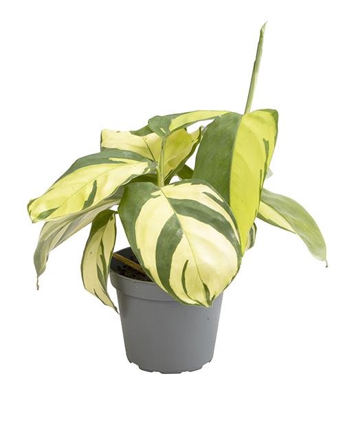 <h4>CALATHEA HYBRIDA P6 GOLDEN MOSAIC</h4>