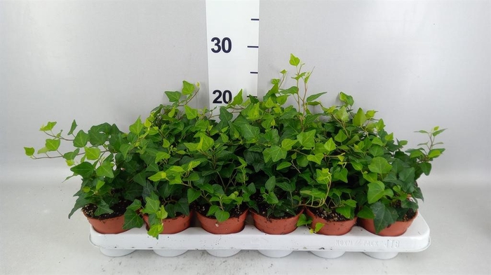 <h4>Hedera   ...green leafed</h4>