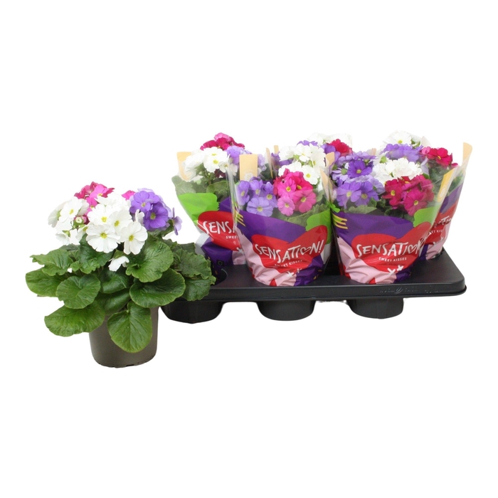 <h4>Primula 'Touch Me' !Sensation! Carnaval P14</h4>