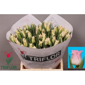 Tulipa co crown of dynasty