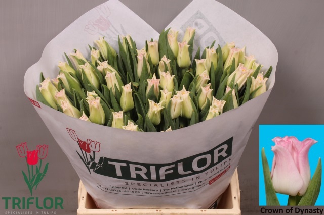 <h4>Tulipa co crown of dynasty</h4>