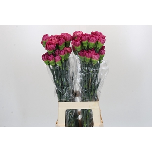 Dianthus St Bernard
