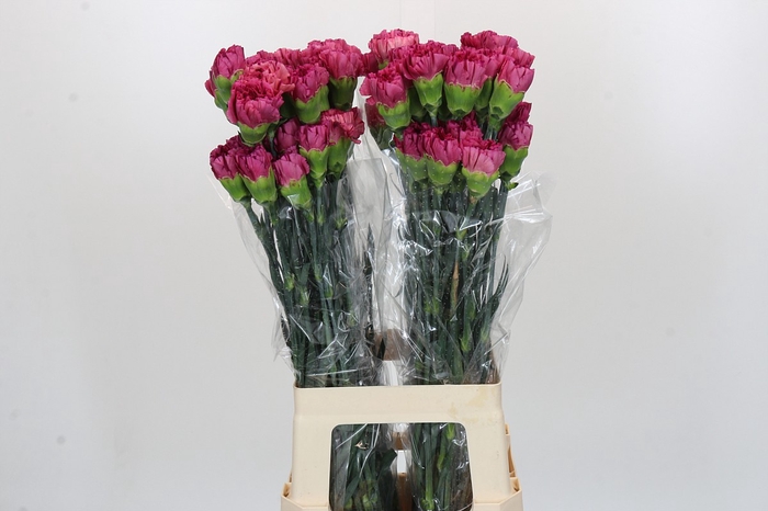 <h4>Dianthus St Bernard</h4>