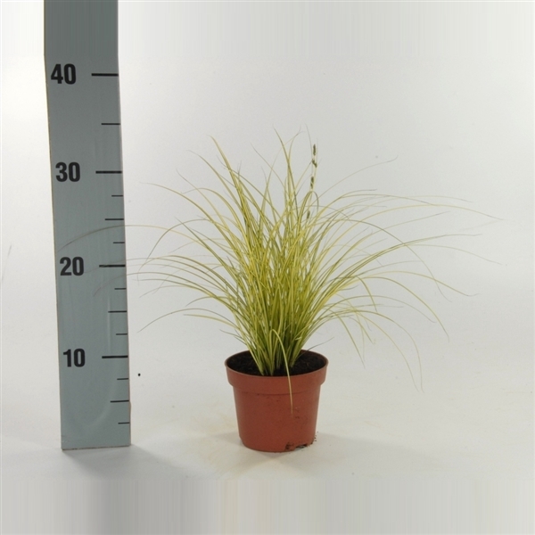 <h4>Carex brunnea 'Jenneke' p12</h4>