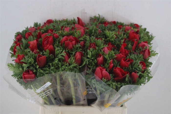 <h4>Anem Mistral Red</h4>