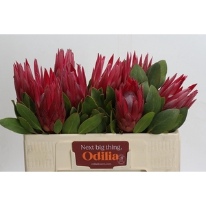 PROTEA CY MADIBA