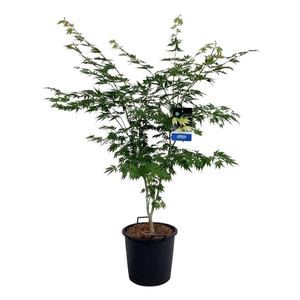 Acer Arctic Jade ®