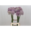 Allium Pink Jewel