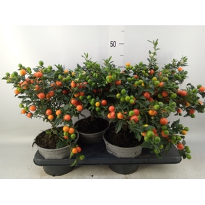 Solanum pseudocapsicum 'Bartoli'