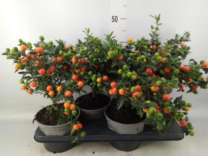 <h4>Solanum pseudocapsicum 'Bartoli'</h4>
