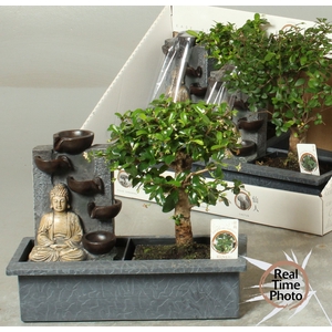 BONSAI GEM