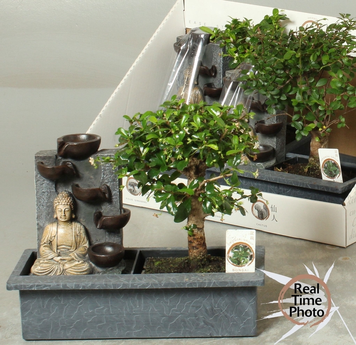 <h4>BONSAI GEM</h4>
