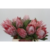Protea Cynaroides