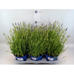 Rosmarinus offi. 'Prostratus'