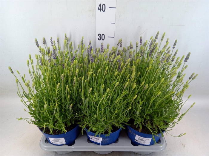 <h4>Rosmarinus offi. 'Prostratus'</h4>