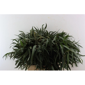 Euca Nicoly 300gr P Bunch