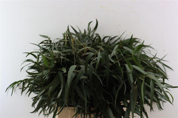 <h4>Euca Nicoly 300gr P Bunch</h4>