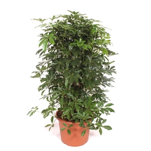 Schefflera arboricola 'Compacta'