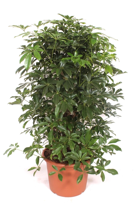 <h4>Schefflera arboricola 'Compacta'</h4>