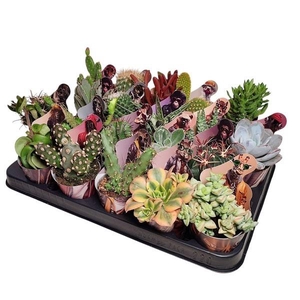 CACTUS + SUCCU GEM