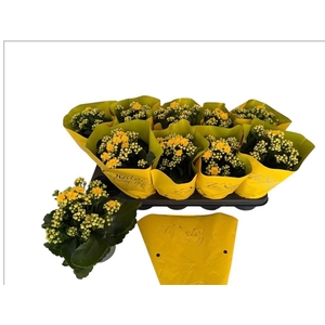 KAL GE PERFECTA YELL